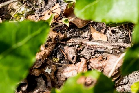 Lizard protected on a warm wall Stock Photos