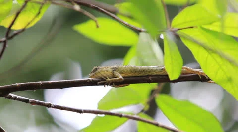 Lizard rain Vídeo Stock 23349953