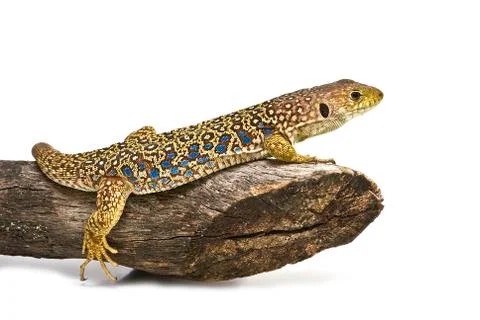 Lizard ready to hunt. Stock Photos