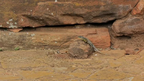 Lizard on a red sandstone. Video stock 87723716