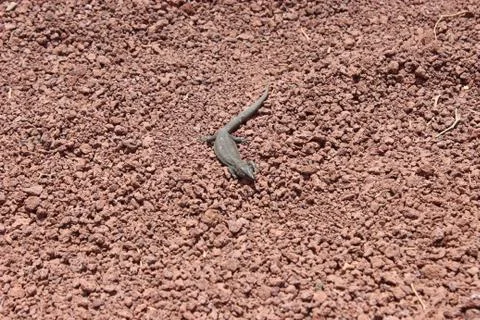 Lizard at red stones Foto stock