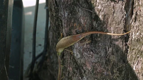 Lizard with reddish-brown scales climbing tree trunk in natural Видео 282083679