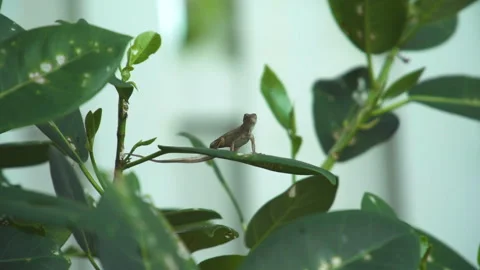 Lizard relaxing on a bouncy green leaf blowing in the wind  Stock Footage 244493196