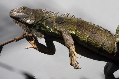 Lizard relaxing on a branch Stock Photos