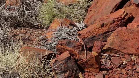 Lizard relaxing in the sun on red rock Stock Footage 71108077