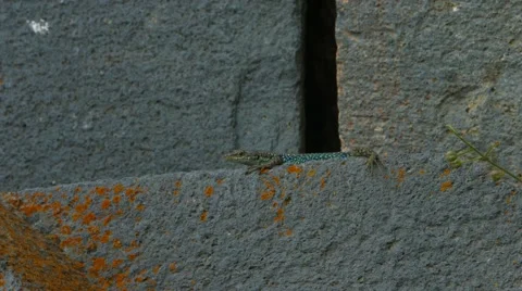 Lizard Relaxing on a Wall Stock Footage 53232605
