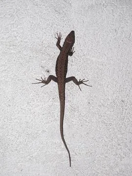 Lizard reptile animal Stock Photos