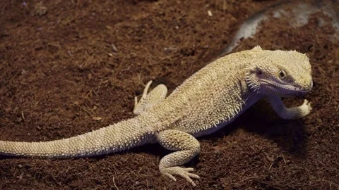Lizard Reptile Central Bearded Dragon. Video stock 246532495