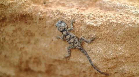 Lizard reptile in the desert 스톡 동영상 59349110