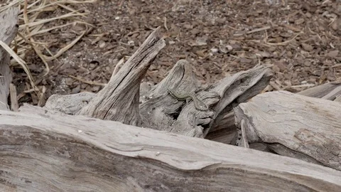 Lizard reptile is masking on the wood Video stock 74875152