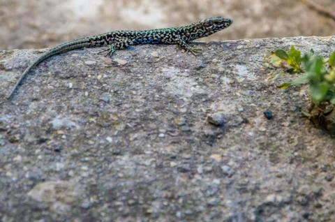 Lizard reptile on stone Stock Photos
