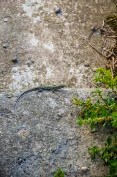 Lizard reptile on stone Stock Photos