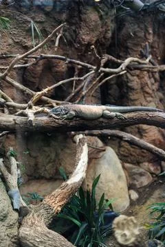 Lizard resting on a branch inside a tropical habitat during daylight hours .. Photos