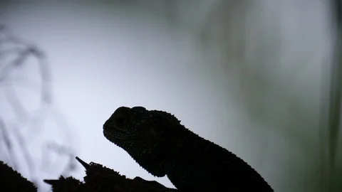 Lizard resting in the dark Video stock 125498786
