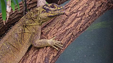  A Lizard resting  Stock Footage 263714932