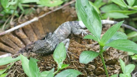 Lizard is resting on the forest ground Stock Footage 93949972