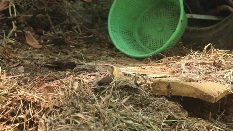 Lizard Resting on the Ground and Suddenly Running Away Vidéo 345459783