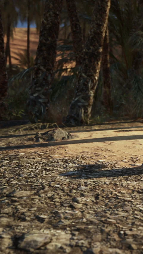 Lizard resting on the ground in a desert area during daytime Stock Footage 340876170