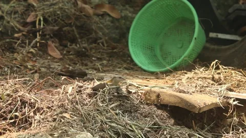 Lizard Resting on the Ground in a Natural Outdoor Environment Vidéo 345459781