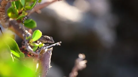 Lizard Resting on Leaf in Sunshine Stock Footage 305957054