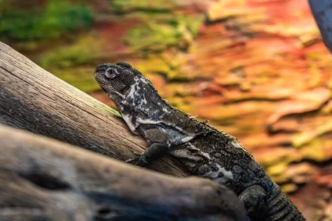 A lizard resting on a log in its natural habitat, basking under warm light Stock Photos