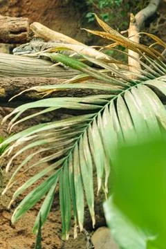 Lizard resting on a log surrounded by green leaves in a natural setting dur.. Stock Photos
