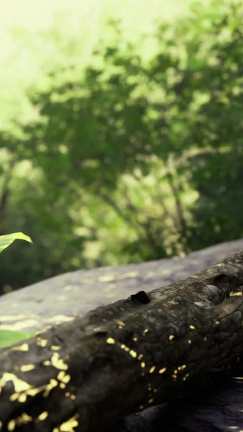 Lizard resting on a log in a wooded area during daylight hours Stock Footage 331683630