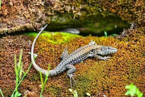 Lizard resting on moss-covered rock in a natural setting during daylight Stock Photos