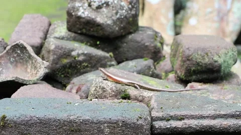 Lizard Resting on Mossy Rock Stock Footage 318471684