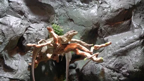 Lizard Resting Perched Sleeping On Branch Video stock 235571140