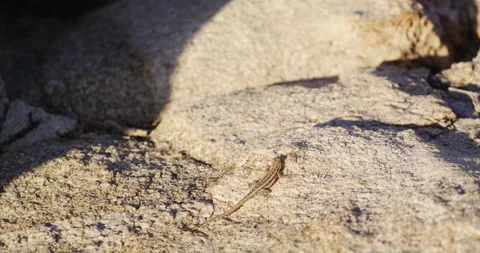 Lizard resting on a rock in the desert, Joshua Tree National Park, California 스톡 동영상 239696516