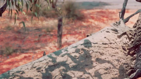 Lizard resting on a rock in a dry landscape with red soil Stock Footage 343534666