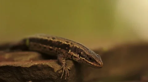 Lizard resting on a rock Stock Footage 49944739