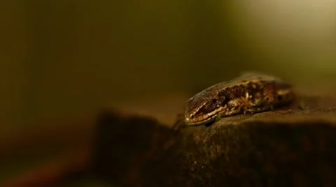 Lizard resting on a rock Stock Footage 49944745