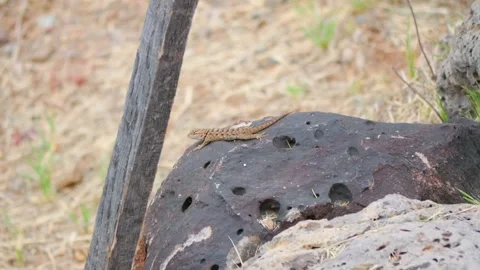 A lizard resting on a rock with a natural background in 4K Stock Footage 283719218