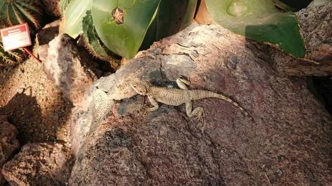 Lizard resting on a rock in sunlight. Stock Photos