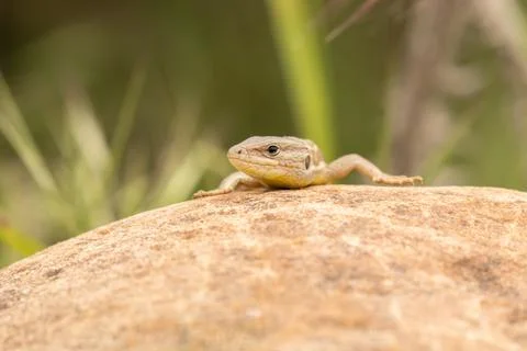 Lizard Resting on a Rock in the Wild Stock Photos