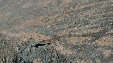 Lizard resting on rough sunlit rock in close side view, long thin tail stretched Stock Footage 346306411