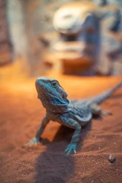 Lizard resting on the sand Stock Photos