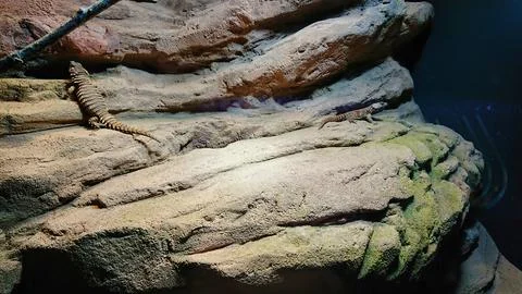 Lizard resting on sandstone rocks Stock Photos
