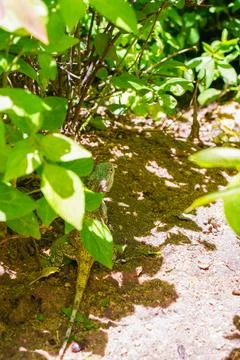 Lizard Resting in Shade Foto stock