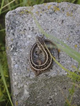 Lizard resting on a stone in a grassy area during daytime Stock-Fotos