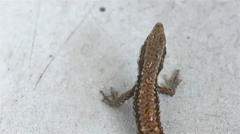 The lizard resting on the stone slab in the garden Video stock 45712867