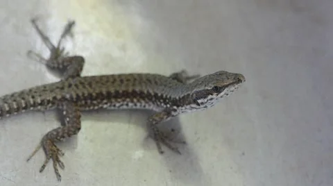 The lizard resting on the stone slab in the garden 動画素材 46431009