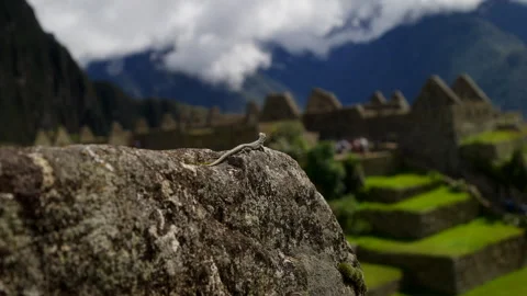 Lizard Resting on Stone Wall at Machu Picchu Stock Footage 328070494