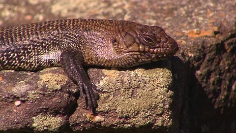 Lizard resting in sun Stock Footage 76293521