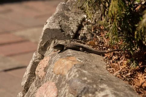Lizard resting in the sun Foto stock