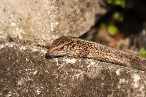 Lizard resting in the sun Stock Photos