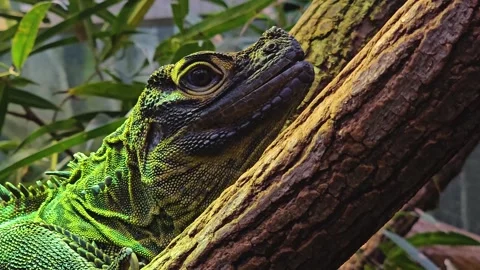 Lizard resting on tree log Stock Footage 263678388