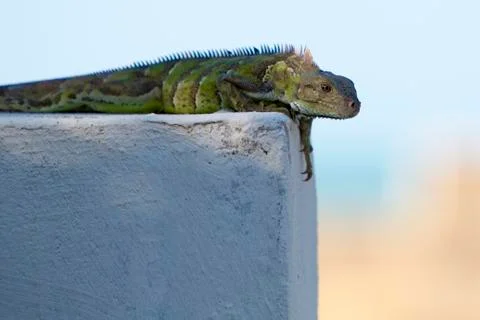 Lizard resting on a wall with blurred background Stock Photos